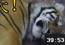 冰冷解说：扮猪吃老虎之野猪妹也有春天