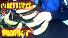 歪果仁真会玩！主播用香蕉玩打野猴子，怒拿四杀，太特么牛了！